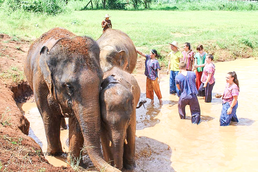 TheSavvyPantry-ChiangMai2Days-Day1-ElephantHappyHome (3)