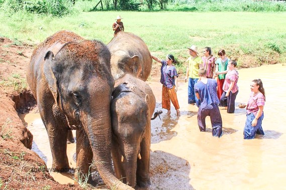 TheSavvyPantry-ChiangMai2Days-Day1-ElephantHappyHome (3)